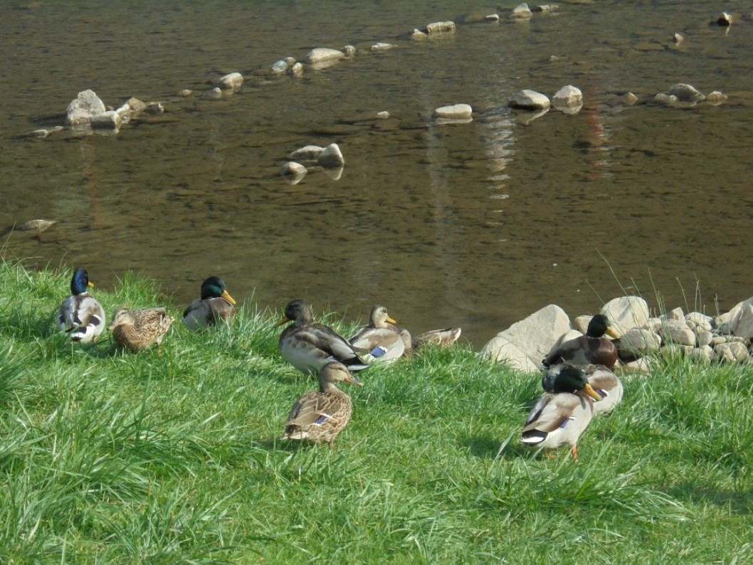 Pozostałe, FLORA i FAUNA  SZCZAWNICKA  - II część