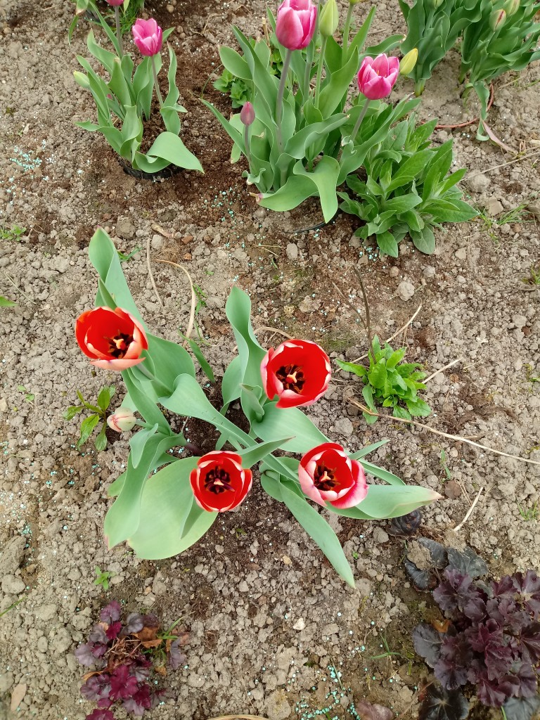 Rośliny, Kiedy znów zakwitną tulipany?