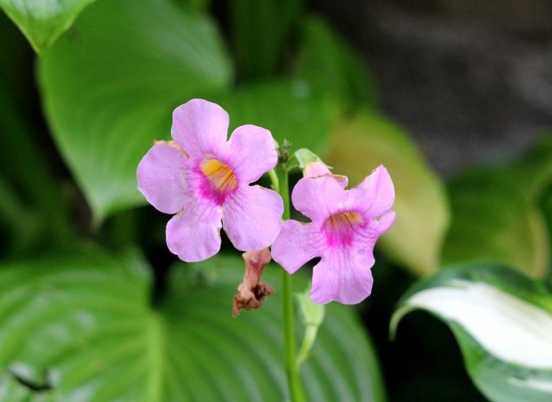 Aby przedłużyć kwitnienie inkarwillii Delavaya, usuwajmy z niej suche kwiaty.