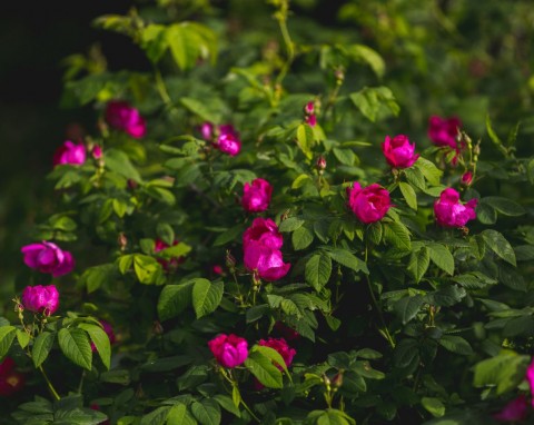 Najbardziej odporny na zanieczyszczenia i niedogodności krzew. Pięknie pachnie chroni ogród