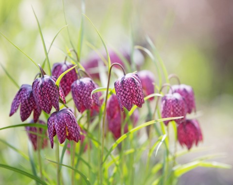 Szachownica kostkowata (Fritillaria meleagris)