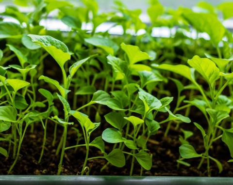 Czas wysiać bakłażana. Poznaj sposób, który gwarantuje, że siewki będą mocne