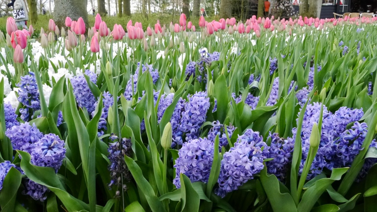 Pozostałe, Keukenhof - ...