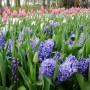 Pozostałe, Keukenhof - ...