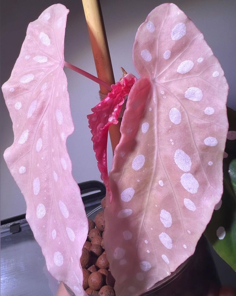 Dekoracje, Przepiękna odmiana begonii - Begonia maculata pink