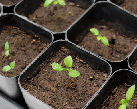 Kiedy najlepiej wysiać bakłażana? Poznaj sposób, który gwarantuje, że siewki będą mocne