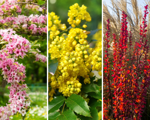 8 najbardziej kolorowych krzewów. Posadź je w ogrodzie, a będą jego wizytówką