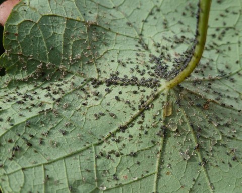 Jak walczę z czarnymi mszycami i mrówkami w ogrodzie? Tani oprysk robi z nimi porządek raz-dwa