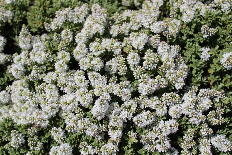 Niektóre odmiany hebe obsypują się białymi kwiatami.