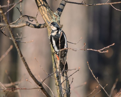 Czym zwabić dzięcioły do ogrodu? Powieś przy karmniku, w zimie to ich ulubiony pokarm