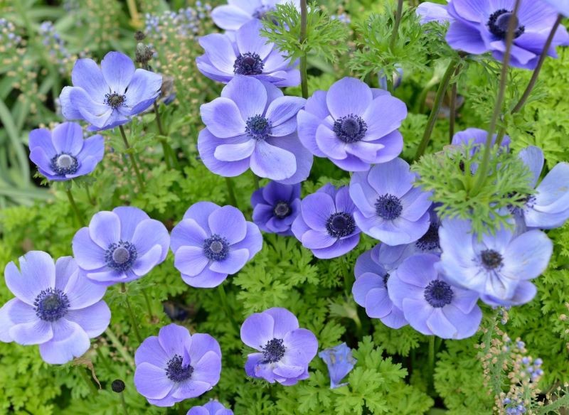 Gdzie sadzić zawilce wieńcowe? Mamy wiele możliwości.