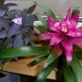 Pozostałe, BROMELIE  JAK  PTAKI - BROMELIA