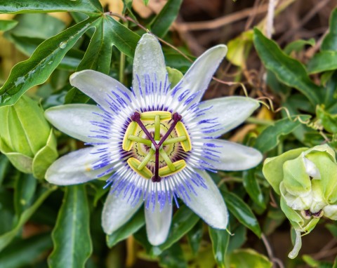 Męczennica (Passiflora): kwiat pełen symboli