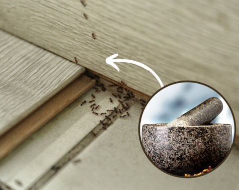 Jak pozbyć się mrówek z domu bez użycia chemii? Prosty patent na to, żeby szybko się wyniosły
