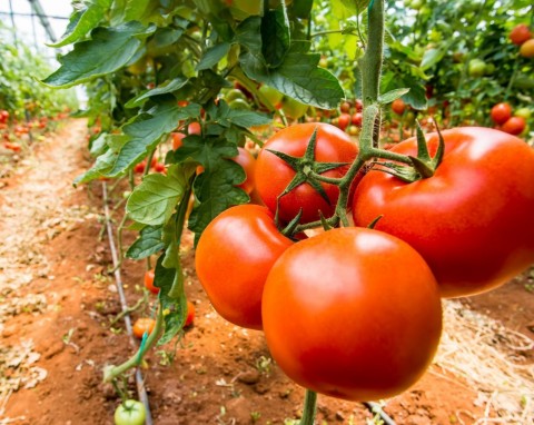 Uprawa pomidorów gigantów – od siewu do zbioru. Jakie odmiany są najlepsze?