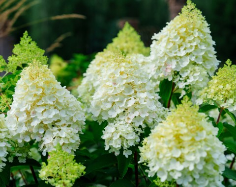 Co sadzić z hortensjami bukietowymi? Takie sąsiedztwo na rabacie jest zdecydowanie najlepsze