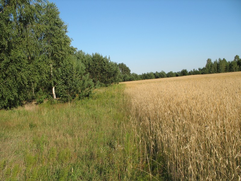 Leśne klimaty, Jak zmieniał się nasz ogród - Tu będzie ogrodzenie.