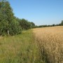 Leśne klimaty, Jak zmieniał się nasz ogród - Tu będzie ogrodzenie.