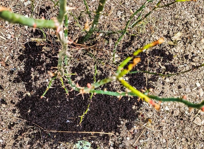 Róże możemy nawozić fusami z kawy.