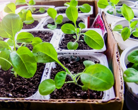Balkon będzie cały w petuniach i surfiniach, a nie wydasz na to majątku. Wystarczy dobrze posiać kwiaty