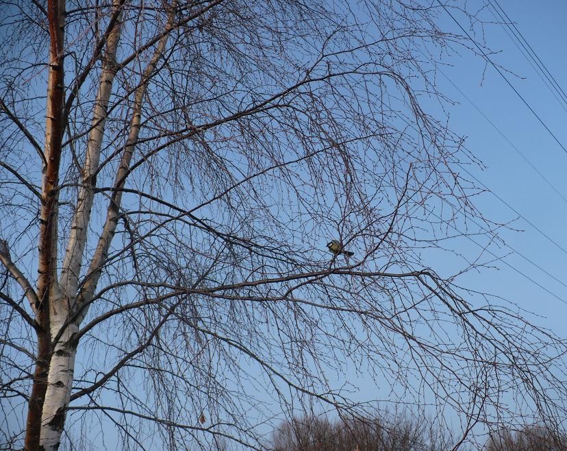 Pozostałe, Wiosennie ...........prawie świątecznie........... - ...........i sikorka...........