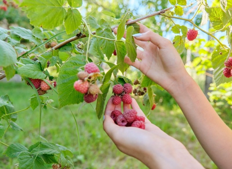 domowa odżywka do malin      