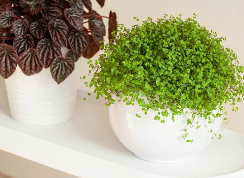 Uprawa soleirolii rozesłanej jest prosta.