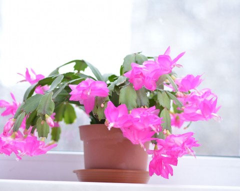 Darmowy nawóz na kwitnienie grudnika. Zetrzyj na tarce, dodaj do wody i podlewaj regularnie