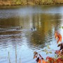 Pozostałe, PARK w ŚWIERKLAŃCU - flora oraz fauna w parku jest bogata.