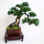 Dekoracje, Sztuczne drzewka bonsai (bonsai zokei) - Sztuczne drzewko bonsai - Bonsai Zokei
http://dragon.netgaleria.pl/sztuczne-bonsai,39.html