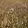 Leśne klimaty, ŚNIADANIE NA LEŚNEJ POLANIE