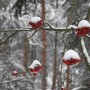 Leśne klimaty, CZEKAJĄC NA ŚWIĘTA :)