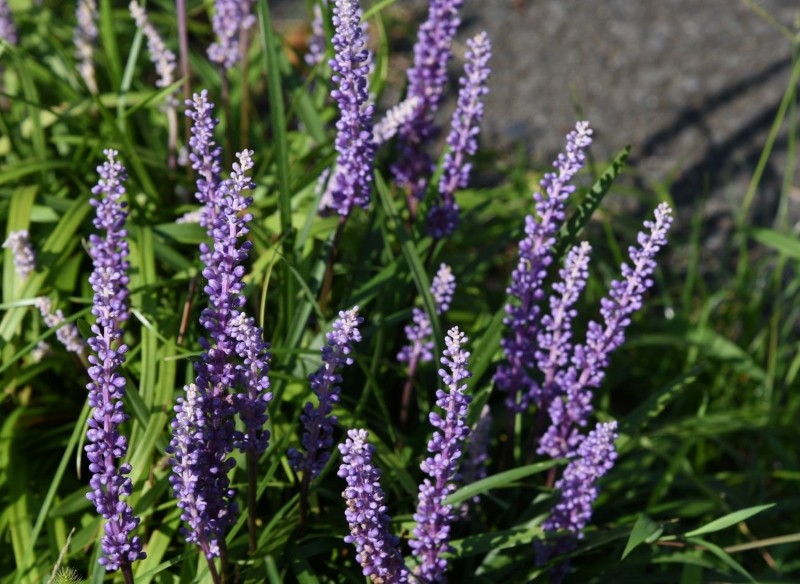 liriope szafirkowata