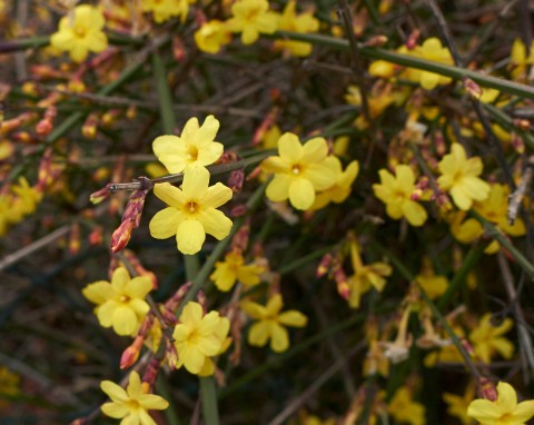 Odporny, piękny i kwitnie przez całą zimę. Ten krzew jest bardzo ważny dla pszczół