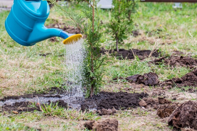 podlewanie iglaków w zimie 