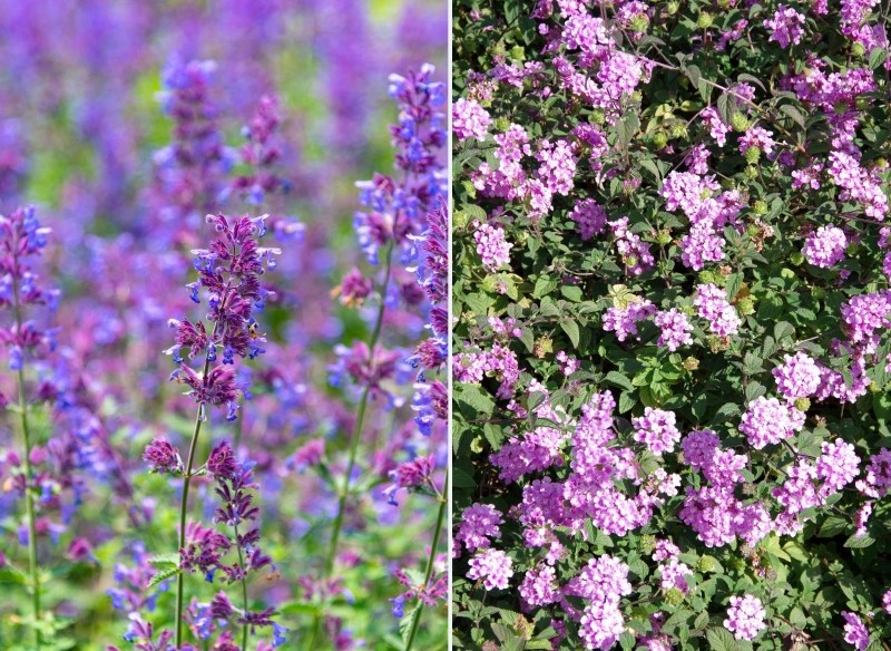 jak rozmnażać byliny kwitnące