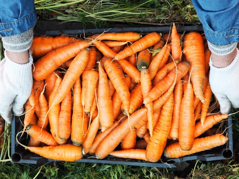 jak przechowywać marchew