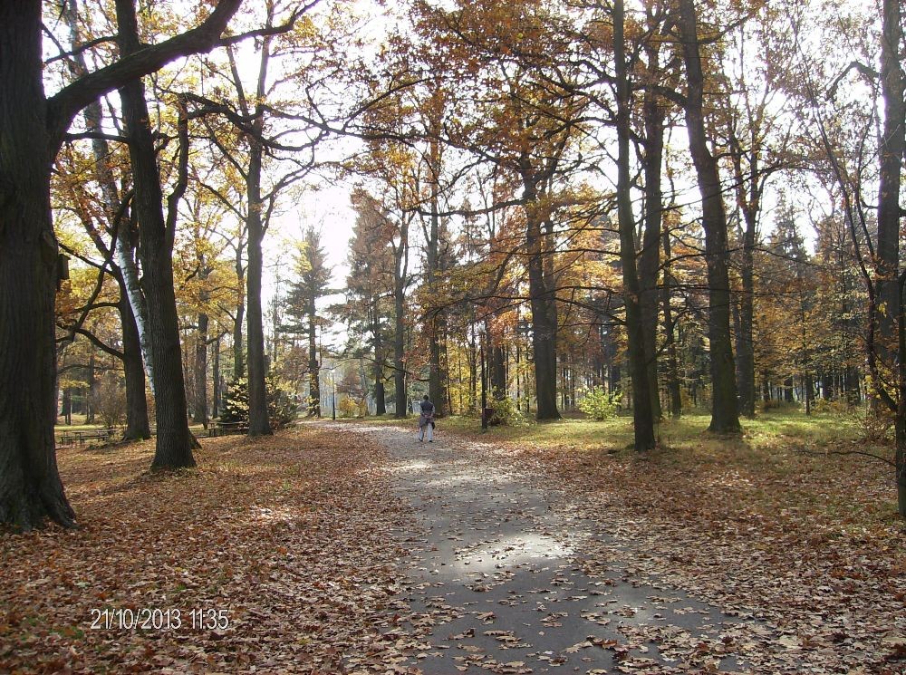 Pozostałe, PARK w ŚWIERKLAŃCU - które sprowadzano z różnych części świata;