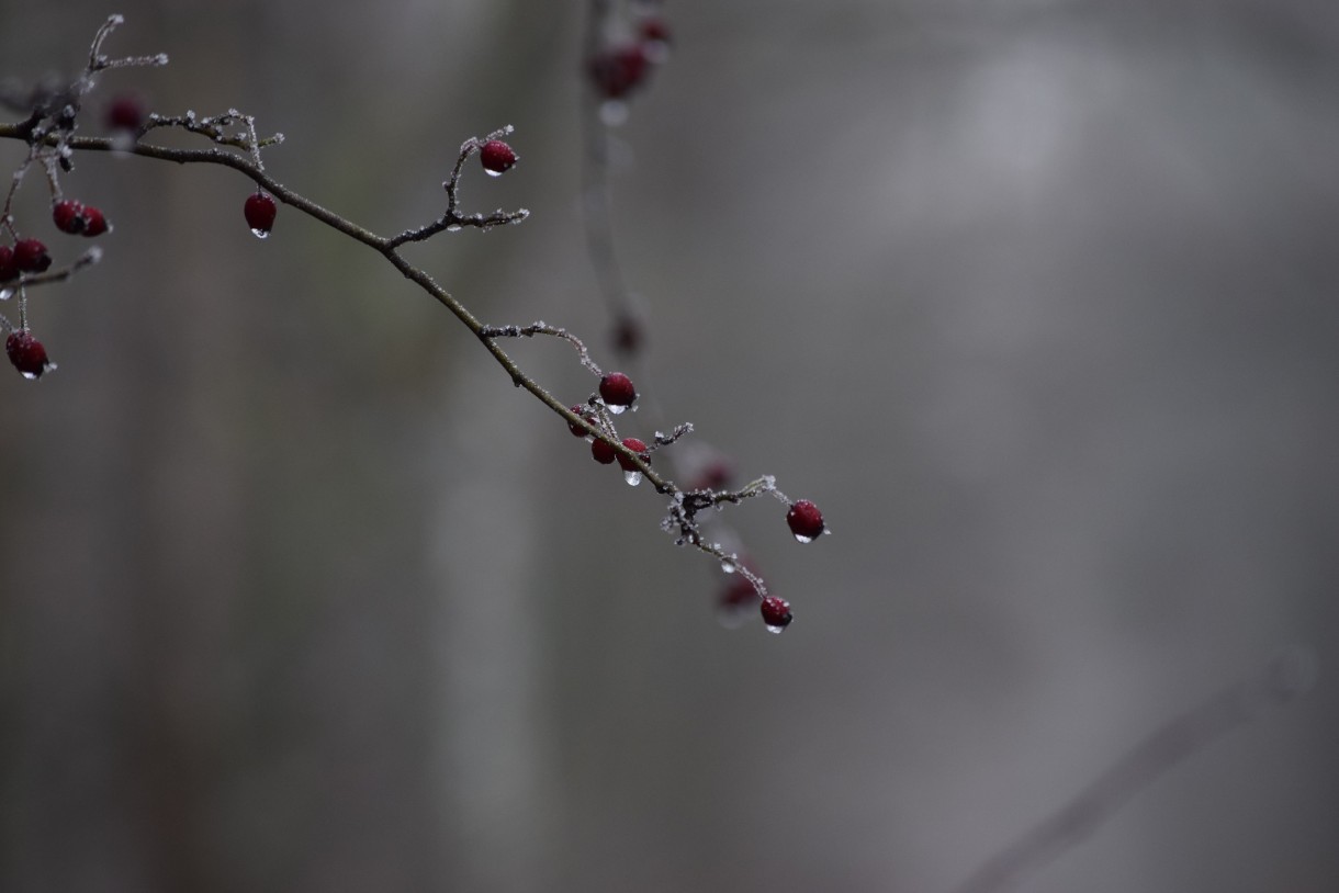 Leśne klimaty, WINTER ART ...