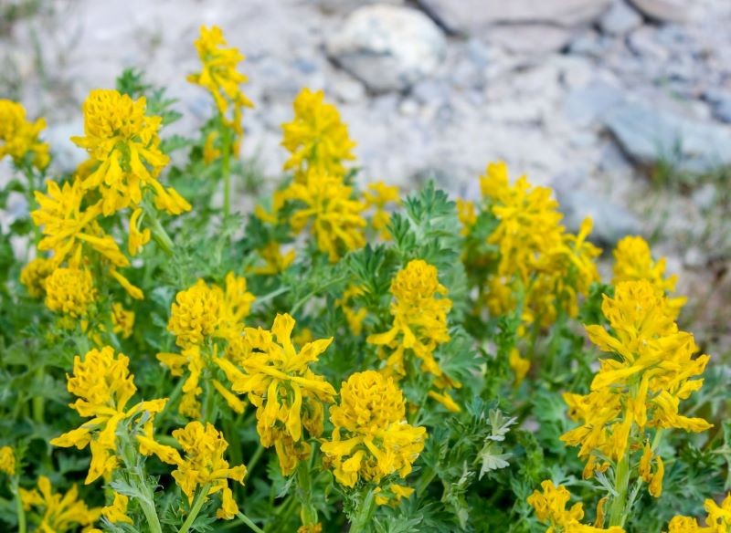 Kokorycz żółta zachwyca intensywnie wybarwionymi kwiatami.