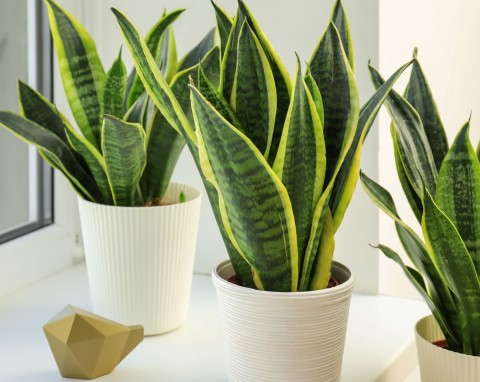 Sansewieria potrzebuje specjalnej pielęgnacji zimą. Dzięki temu będzie zielona i gęsta przez cały rok