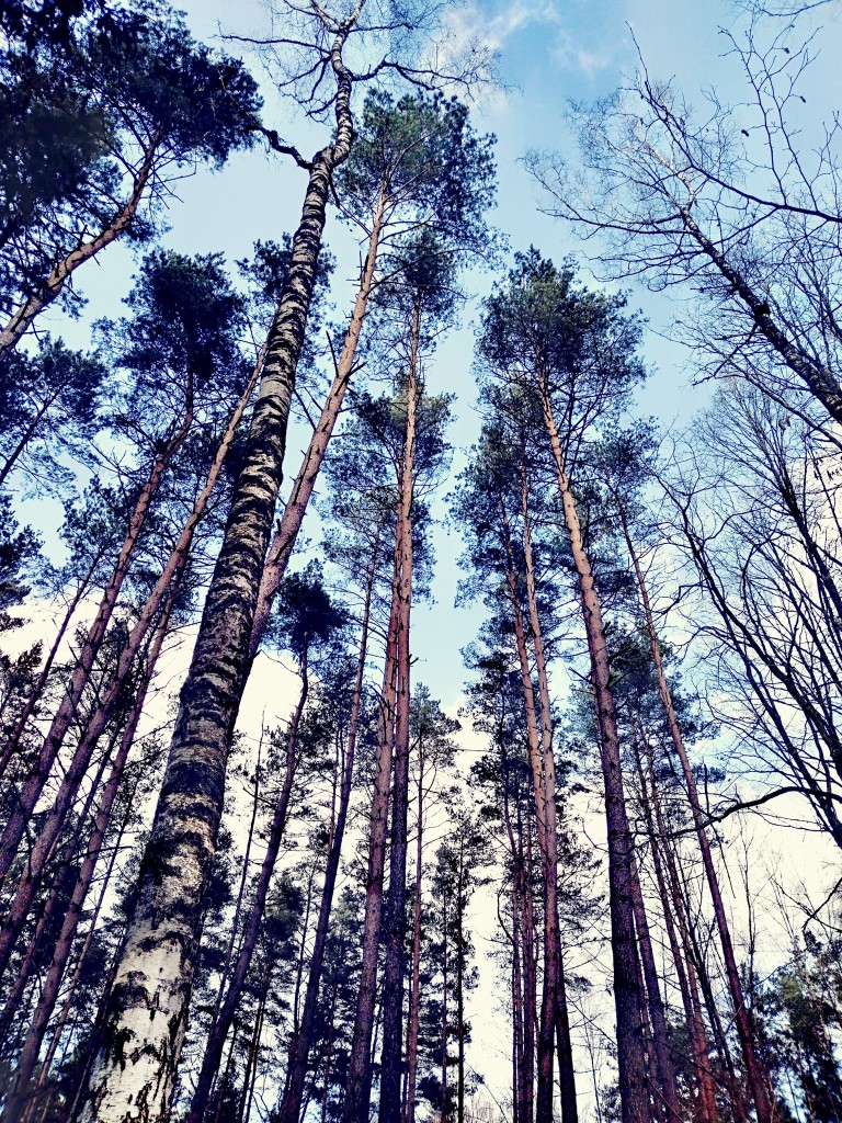 Leśne klimaty, Natura