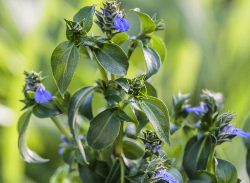 jakie właściwości ma grzybowe ziele