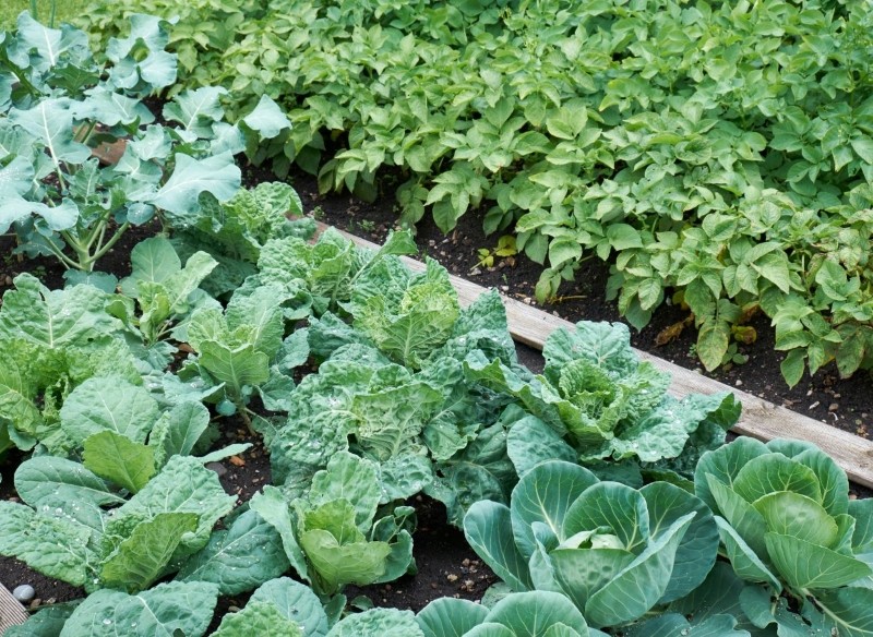 po co stosuje się płodozmian 