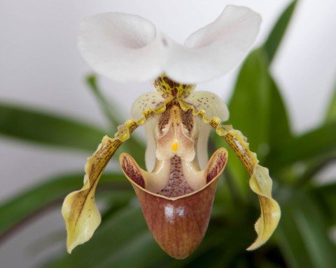 Są mniej kapryśne niż inne storczyki i kwitną zimą. Mają kwiaty w kształcie bucików