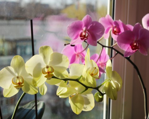 3 najlepsze domowe nawozy do storczyków. Kwiaty pojawią się nawet zimą