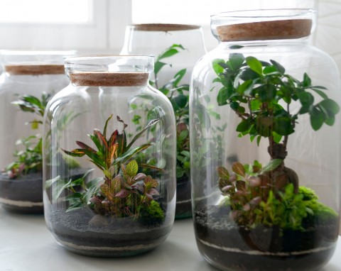 Jak stworzyć własny las w słoiku? Poradnik + lista potrzebnych materiałów