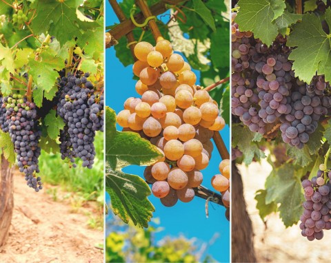 Najsmaczniejsze i słodkie odmiany  winogron. Te odmiany warto mieć w swoim ogrodzie