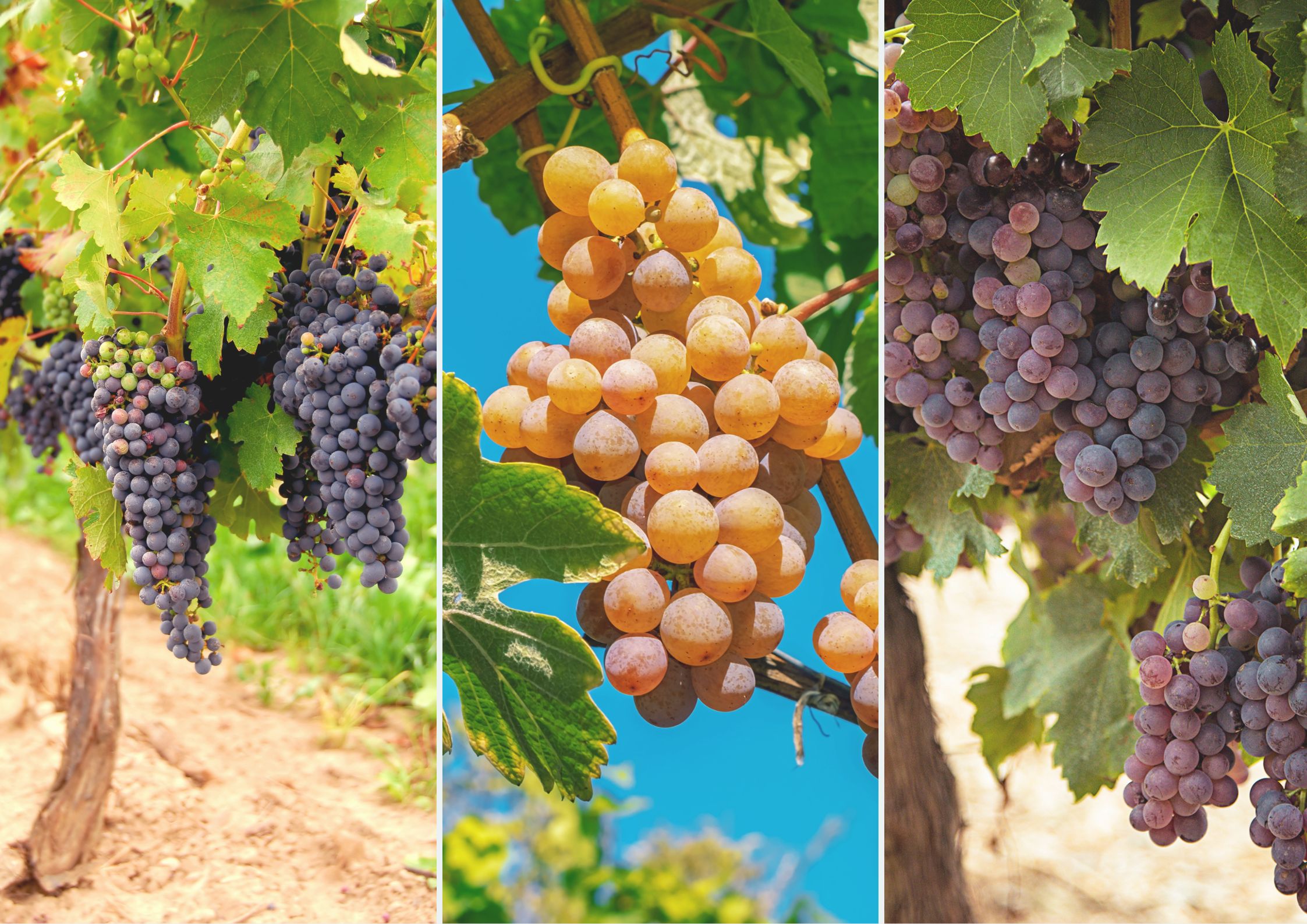 Najsmaczniejsze i słodkie odmiany winogron. Te odmiany warto mieć w swoim ogrodzie - Deccoria.pl