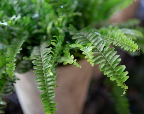 Jak uratować zmarnowaną paprotkę? Wyłóż na wierzchu doniczki mech i podlewaj specjalnym nawozem